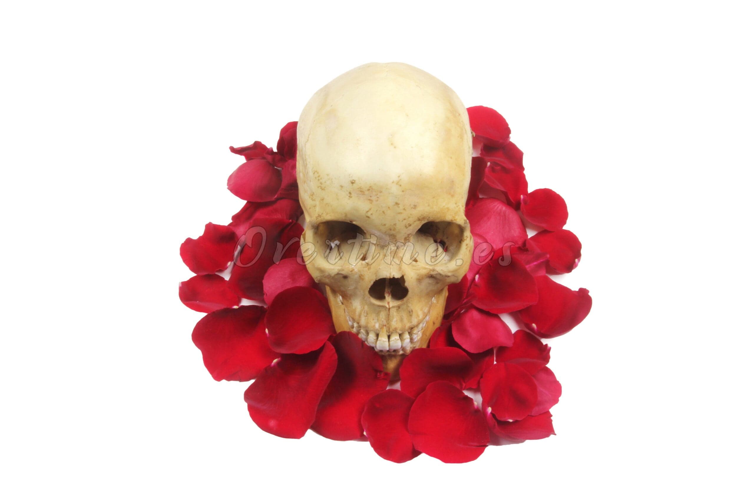 Fotografía "Folclórica viva"